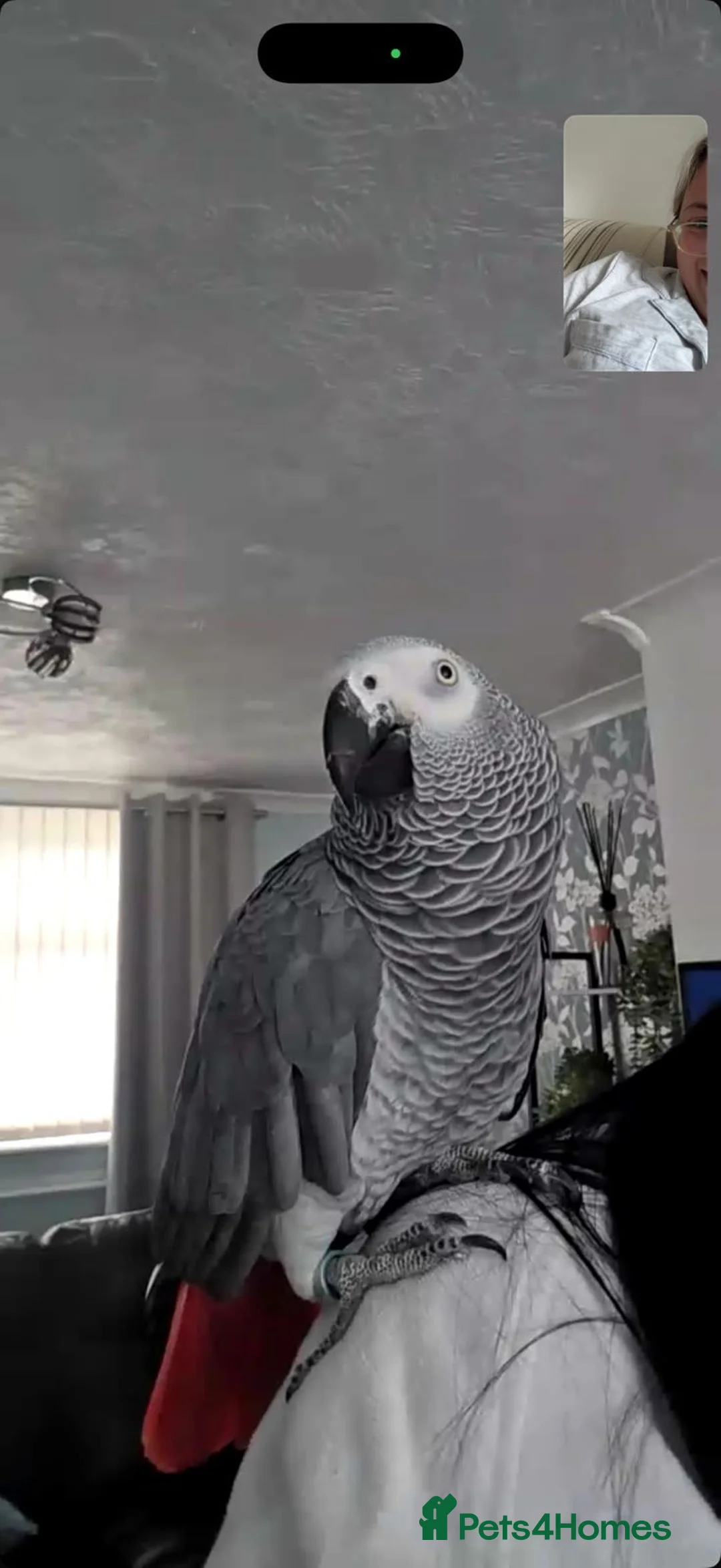 Parrots birds for sale: African grey  in Wolverhampton - Advert 1