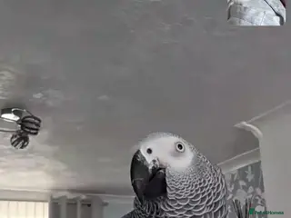 Parrots birds African grey - Advert 15