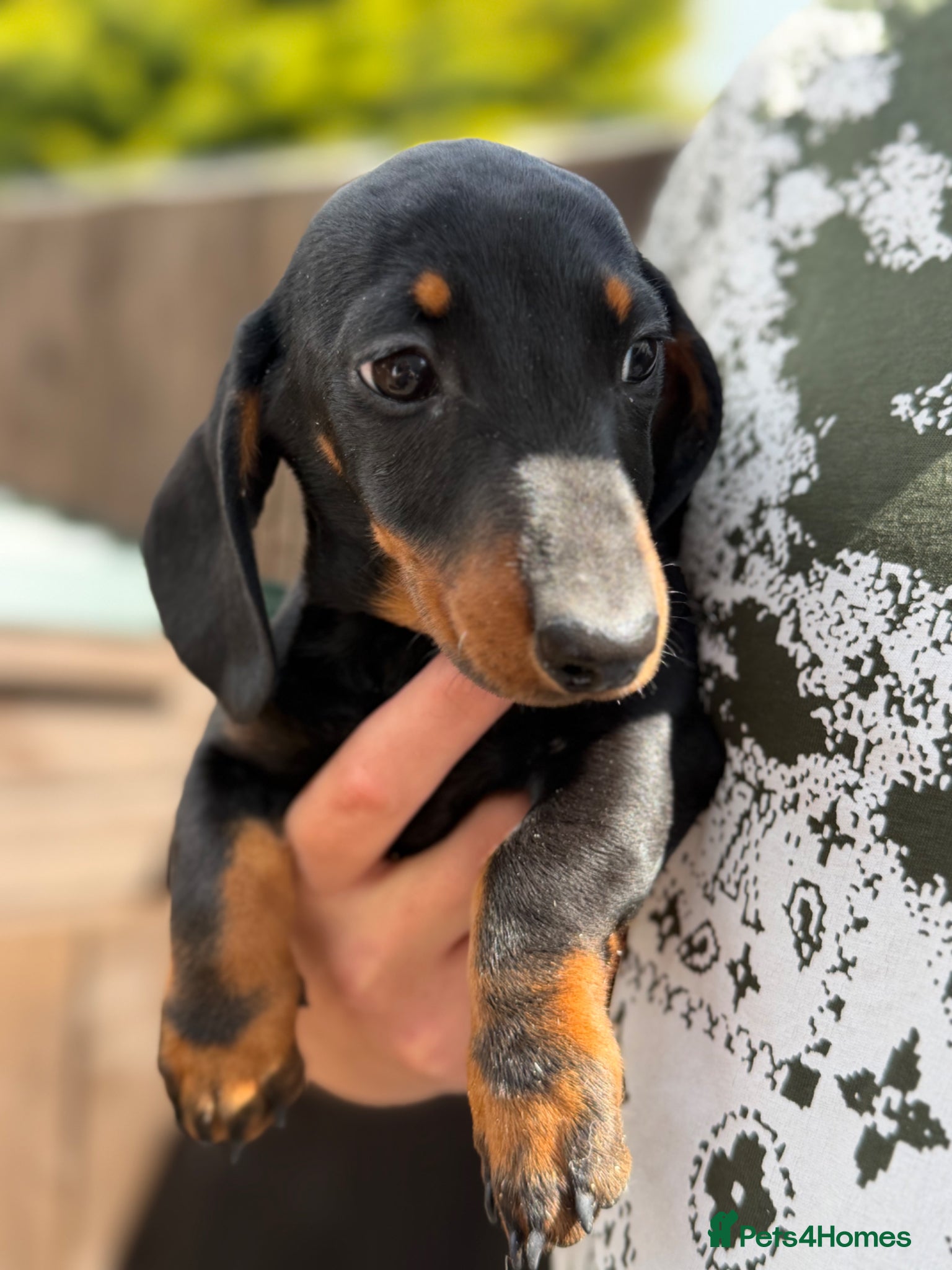 Miniature Dachshund dogs miniature dachshund puppies for sale  - Advert 2