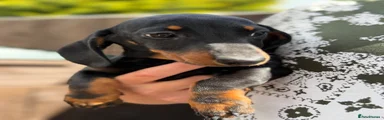 Miniature Dachshund Puppy 1