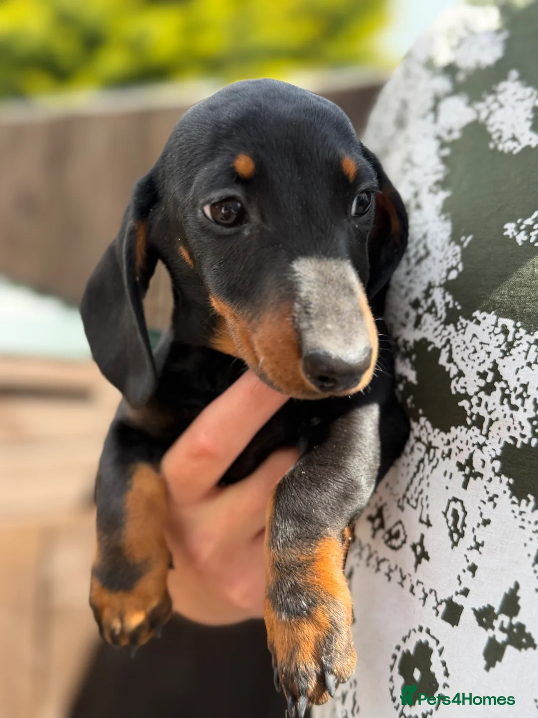 Miniature Dachshund dogs for sale: miniature dachshund puppies for sale  - Advert 1