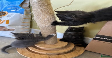 Maine Coon cats - Advert 4