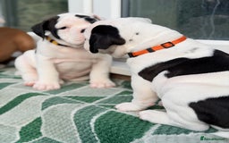 Old Tyme Bulldog dogs for sale: 🩷🩷Old Tyme Bulldog Puppies🩷🩷 - Image 14