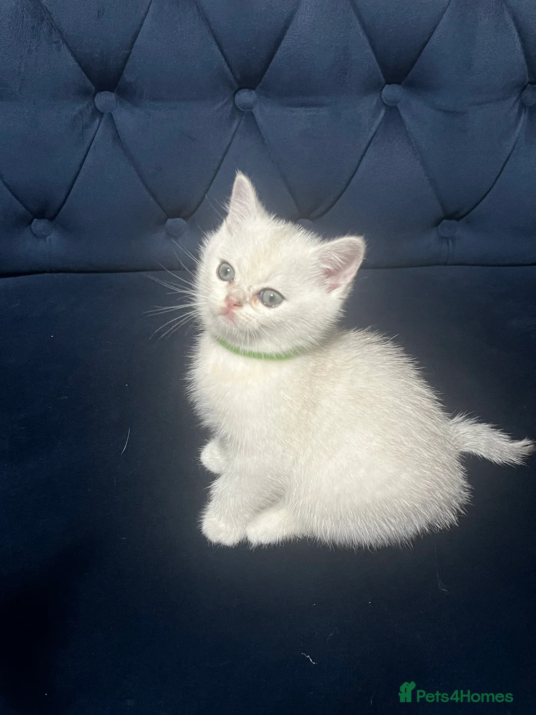 British Shorthair cats for sale: British shorthair type kittens - Advert 27
