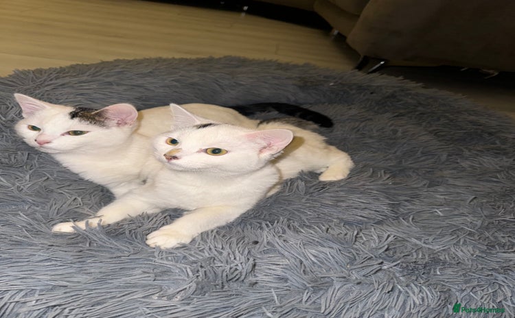 Domestic Shorthair cats Snow White Cats ❄️ - Advert 1