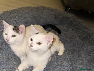 Domestic Shorthair cats Snow White Cats ❄️ - Advert 11