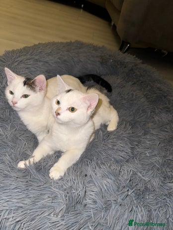 Domestic Shorthair cats Snow White Cats ❄️ - Advert 11