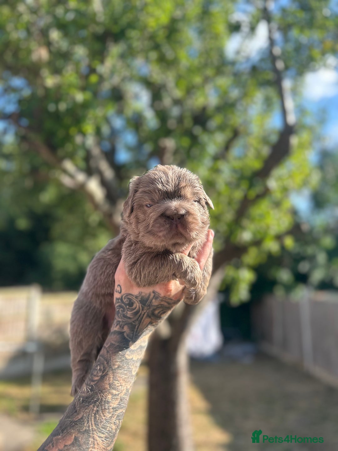 French Bulldog dogs for sale: Litter of KC Registered French bulldog pups.  - Image 20