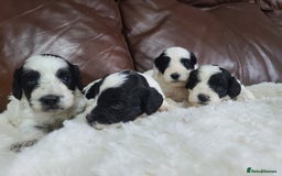 Cockapoo dogs for sale: F1 Cockapoos, Parti Roan. DNA HEALTH TESTED - Image 11