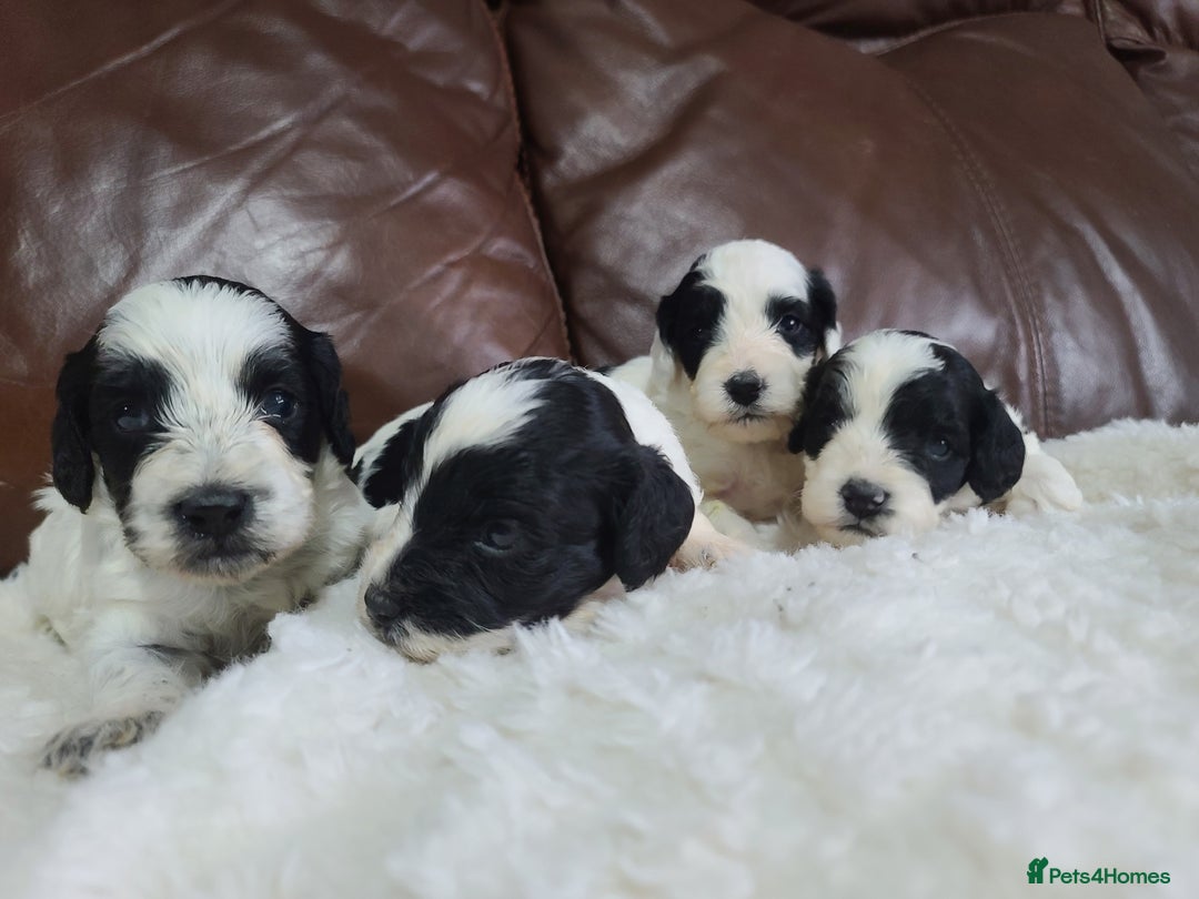 Cockapoo dogs for sale: F1 Cockapoos, Parti Roan. DNA HEALTH TESTED - Image 11