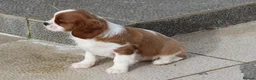 Cavalier King Charles Spaniel dogs for sale: Cavalier King Charles Spaniel puppy  - Advert 24
