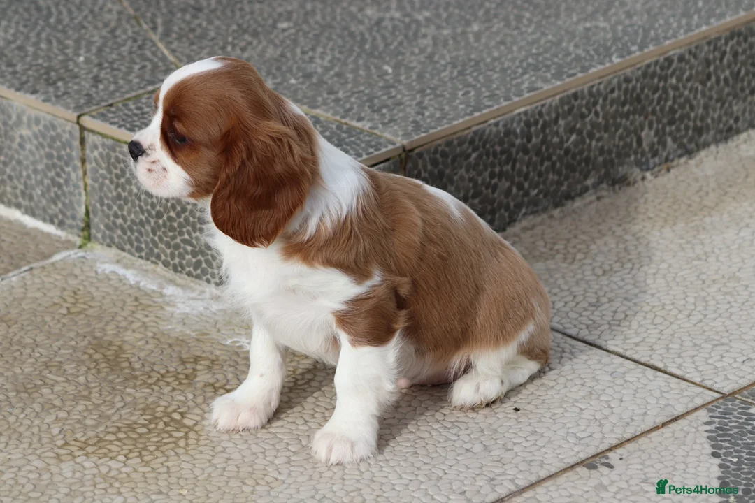 Cavalier King Charles Spaniel dogs for sale: Cavalier King Charles Spaniel puppy  - Advert 24