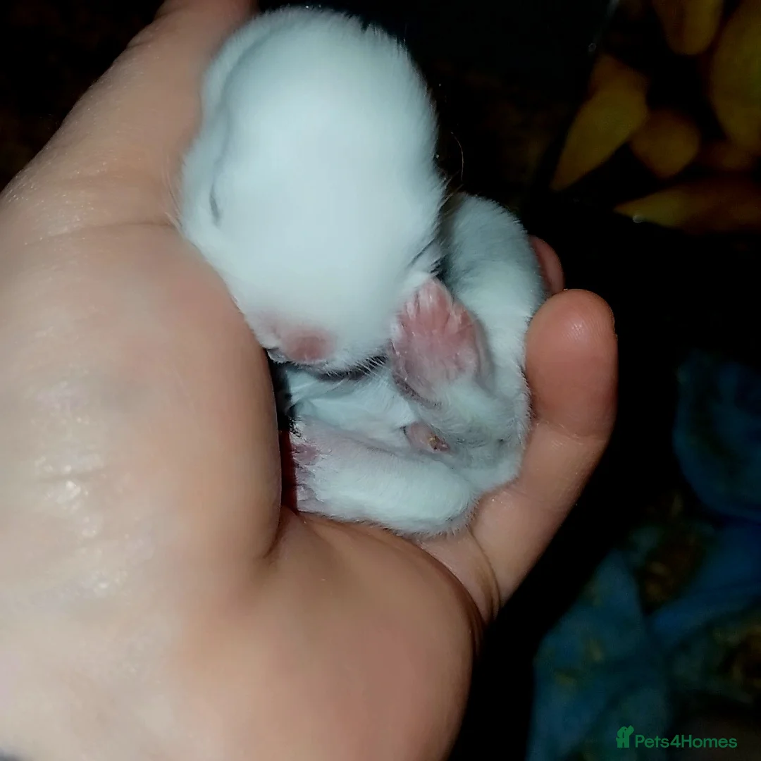 Mini Lion Lop rabbits for sale: Mini lop merl female rabbit  - Advert 8