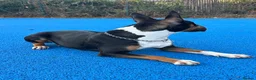 English Bull Terrier dogs for sale: UK Champion Bloodline Puppies Waiting List Open - Advert 10