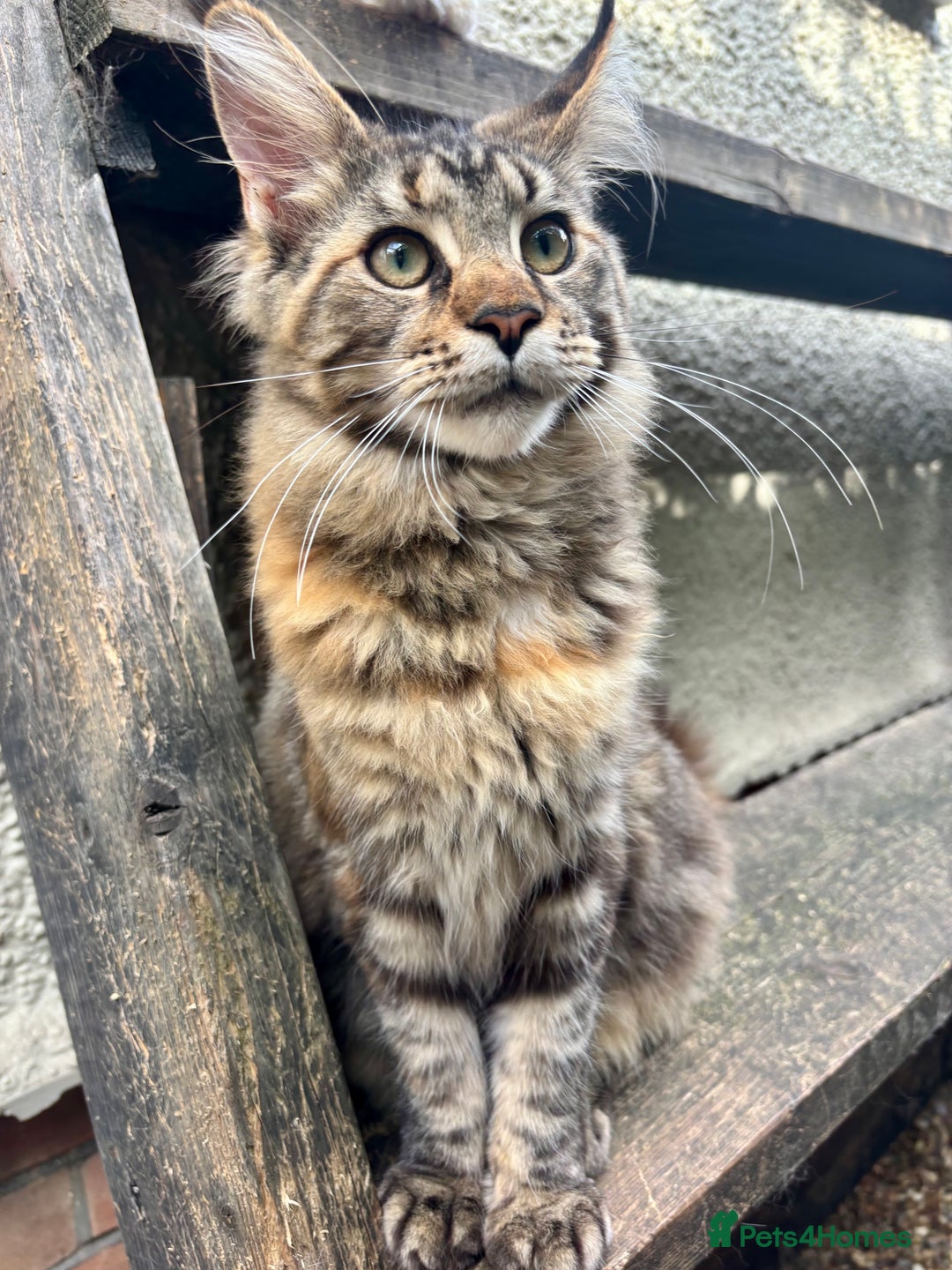 Maine Coon cats for sale: Pure Maine Coon kittens ready now - Image 5