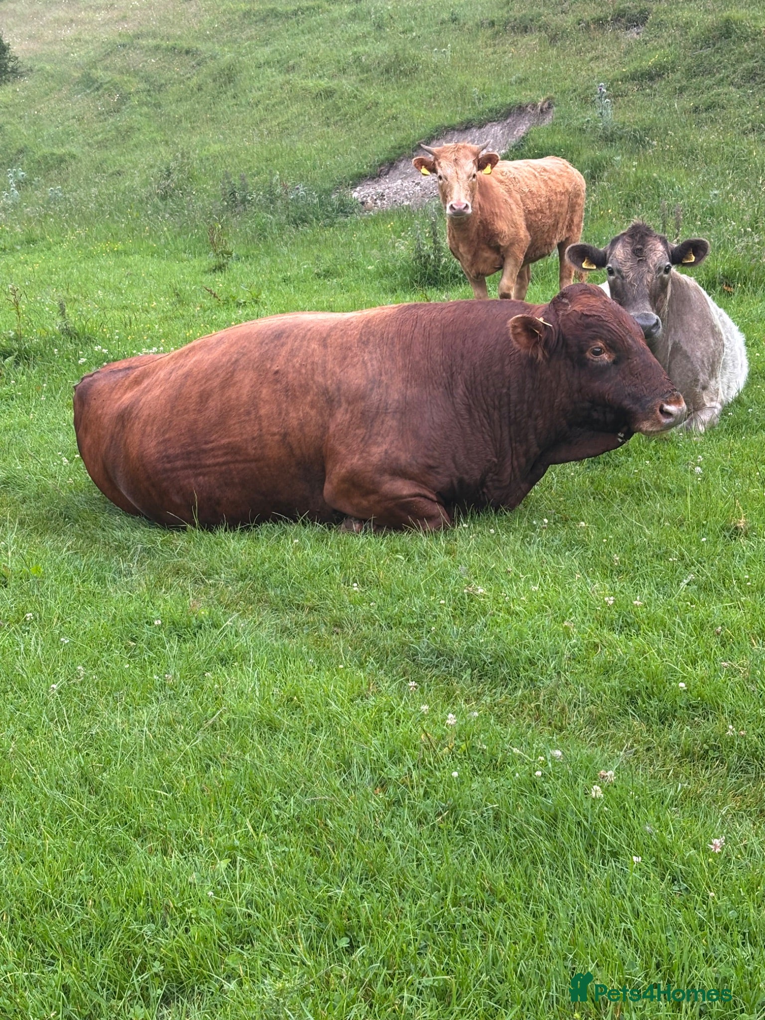Cows & Bulls livestock Dexter x Galloway Cows and Dexter Bull for sale  - Advert 2