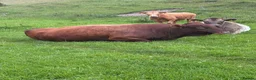 Cows & Bulls livestock for sale: Dexter x Galloway Cows and Dexter Bull for sale  - Advert 1