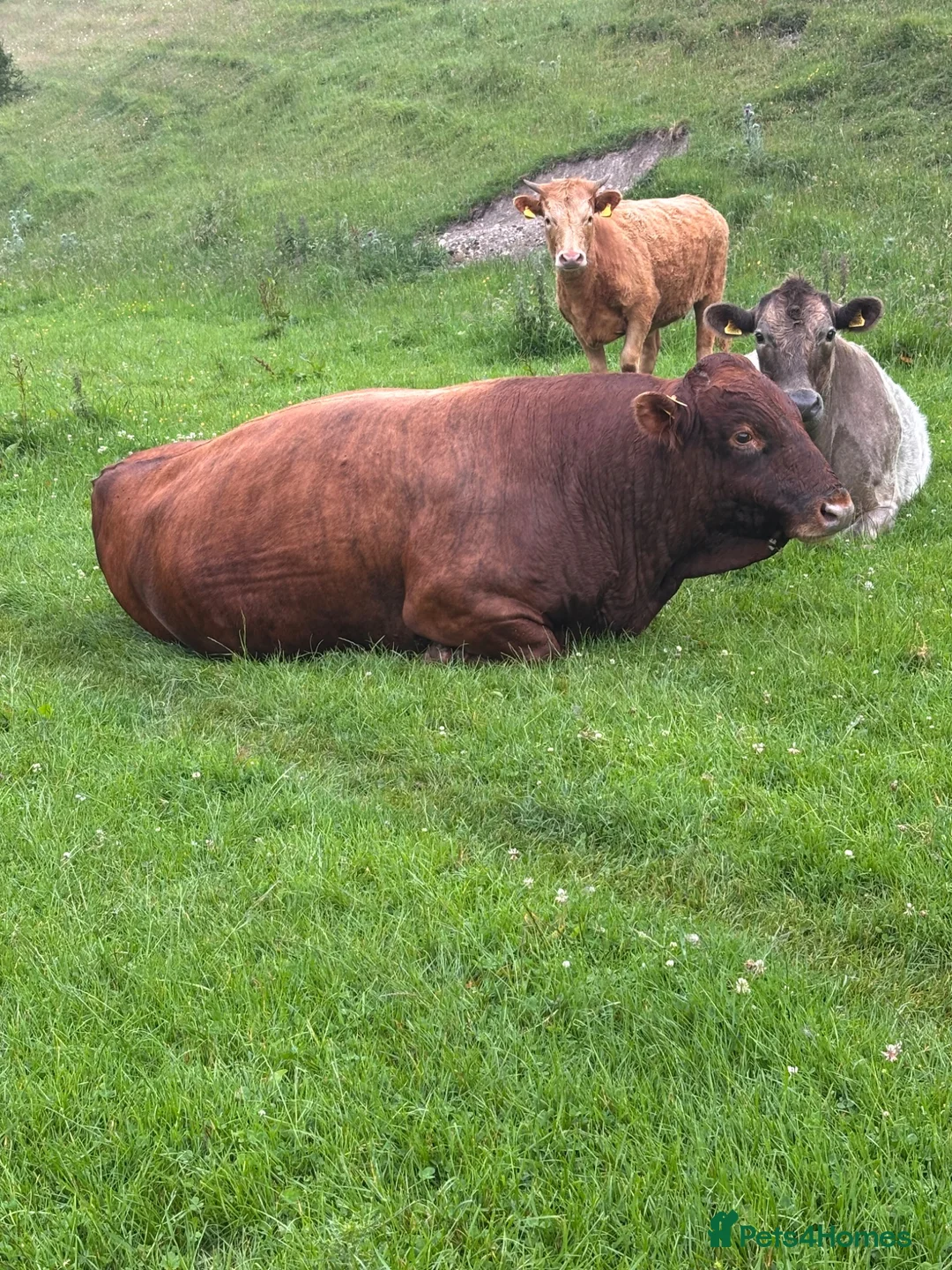 Cows & Bulls livestock for sale: Dexter x Galloway Cows and Dexter Bull for sale  - Advert 1