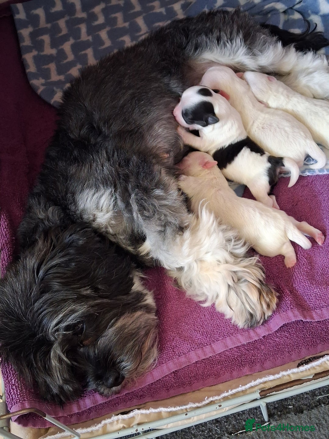Mixed Breed dogs for sale:  Maltipoo Puppies – 4 Boys Ready to Reserve💙 - Image 6