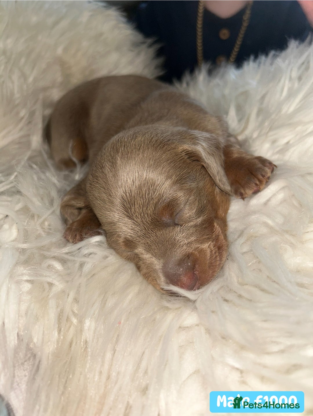 Miniature Dachshund dogs for sale: Miniature dachshund puppies excellent quality  - Image 8