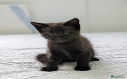 Maine Coon cats for sale: Maine Coon X kittens - Image 15