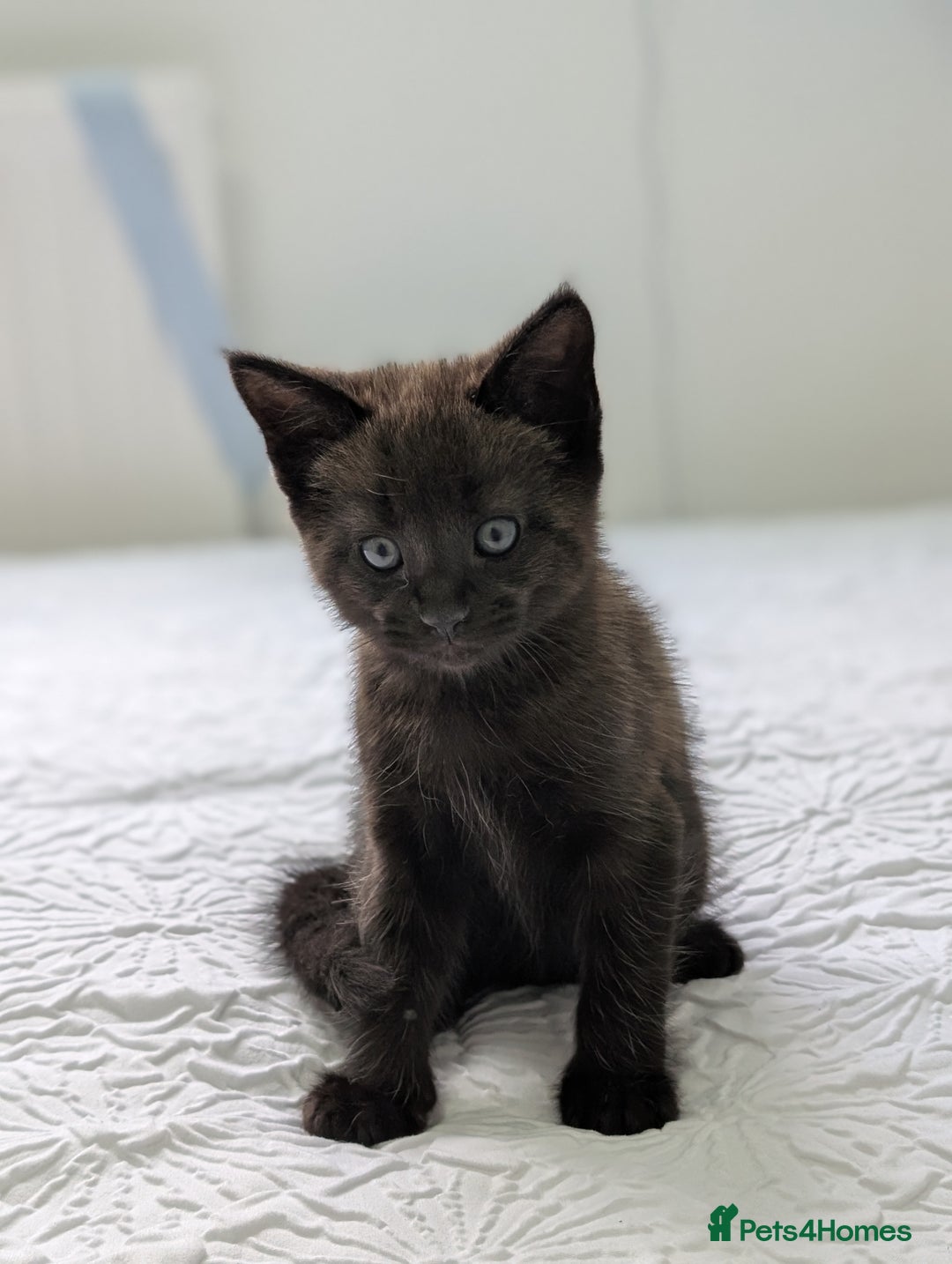Maine Coon cats for sale: Maine Coon X kittens - Image 15