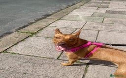 Labrador Retriever dogs for sale: skye x - Image 3