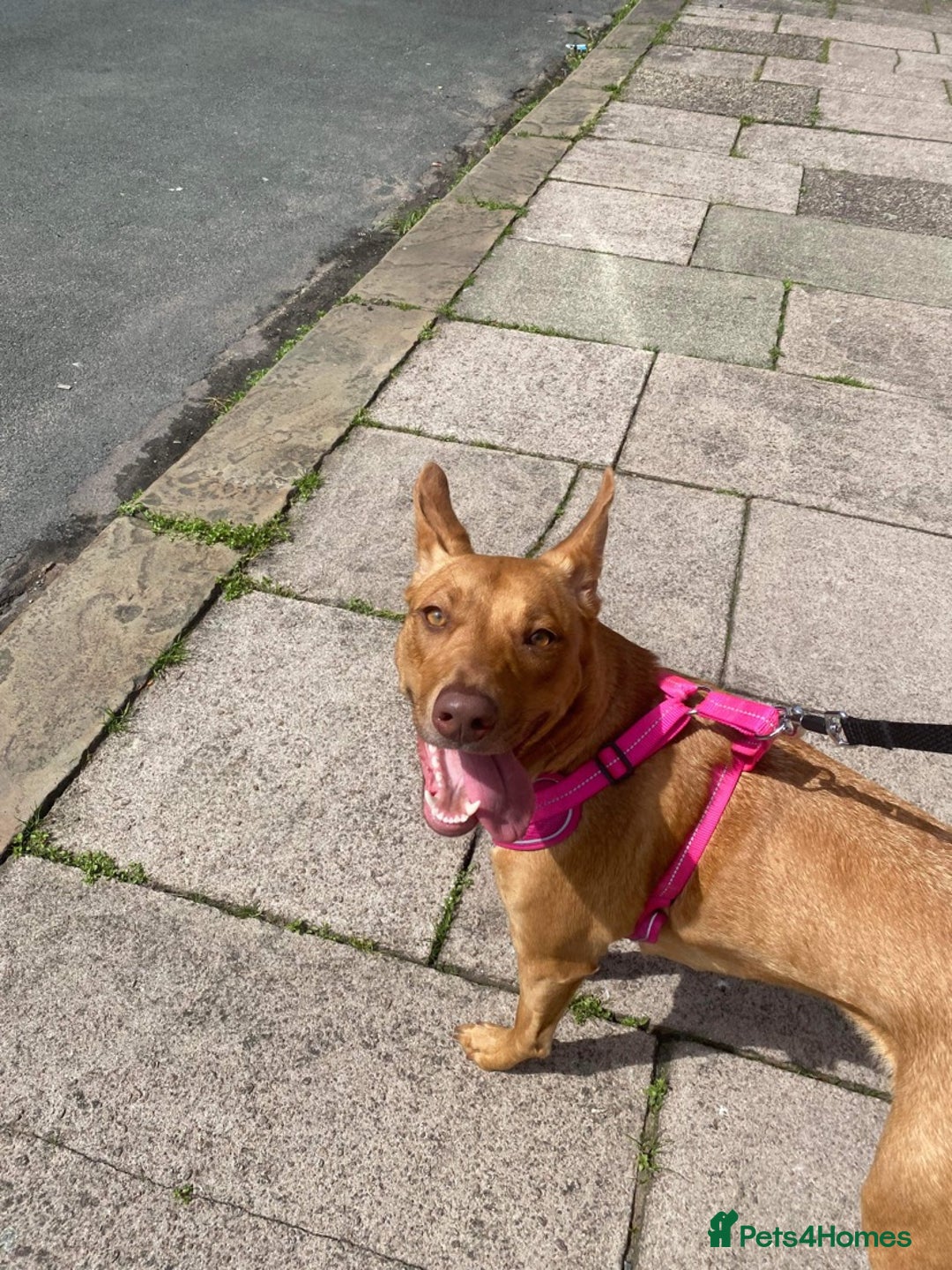 Labrador Retriever dogs for sale: skye x - Image 3