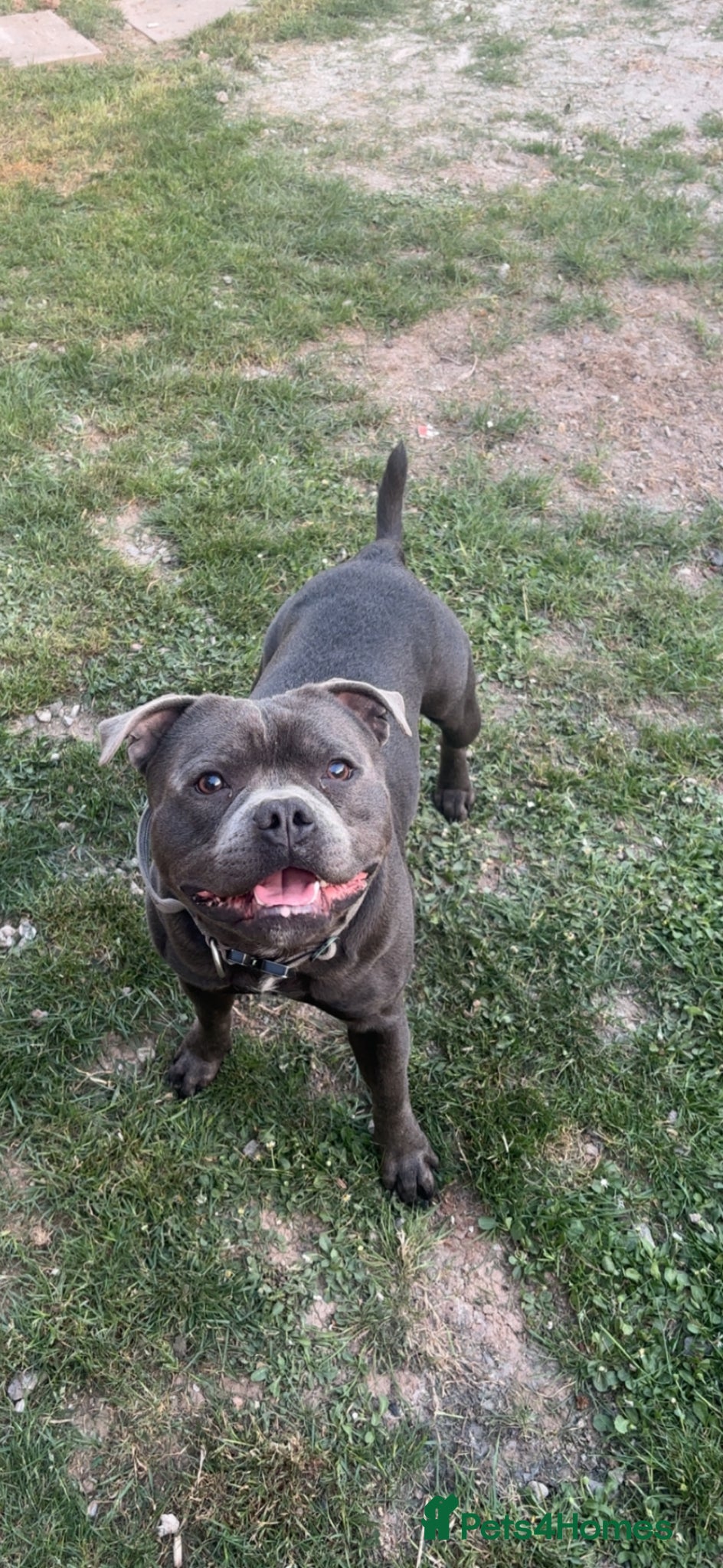 Staffordshire Bull Terrier dogs Two year old Staffordshire bull terrier for sale. - Advert 9