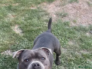 Staffordshire Bull Terrier dogs Two year old Staffordshire bull terrier for sale. - Advert 9