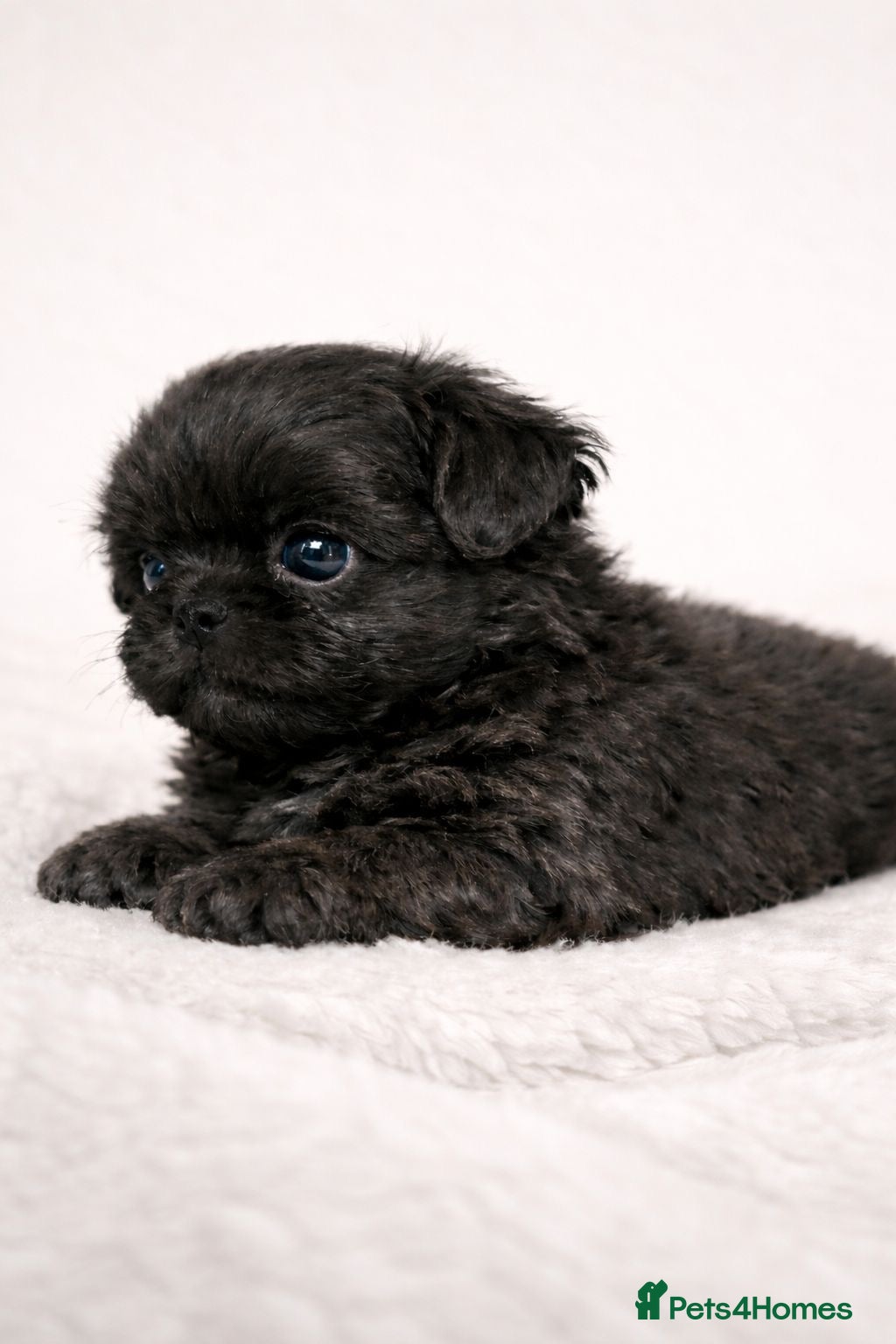 Shih Tzu dogs KC Reg Health Tested Male & Female - Advert 11