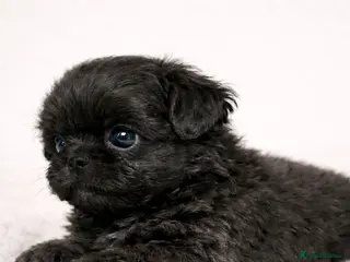 Shih Tzu dogs KC Reg Health Tested Male & Female - Advert 11