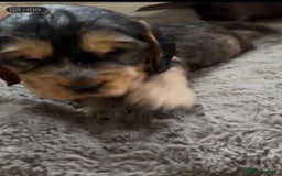 Cocker Spaniel dogs for sale: Three male cocker spaniel puppies for sale - Image 5