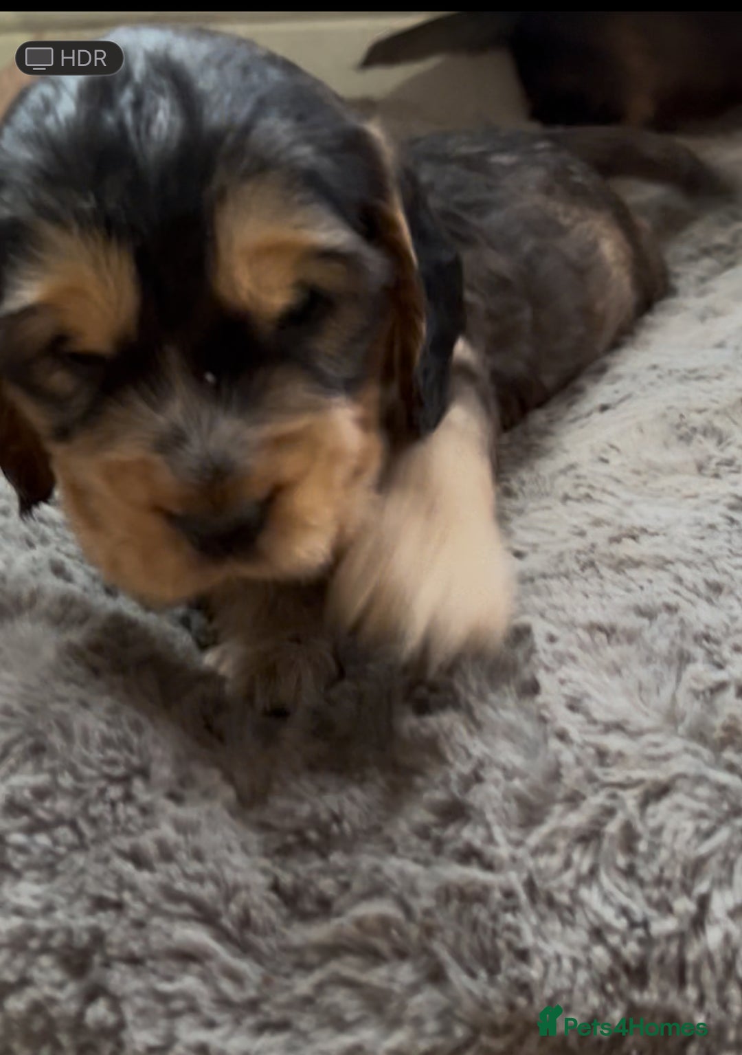 Cocker Spaniel dogs for sale: Three male cocker spaniel puppies for sale - Image 5