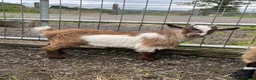 Goats livestock for sale: Pygmy goats for sale in Stoke-on-Trent - Advert 2
