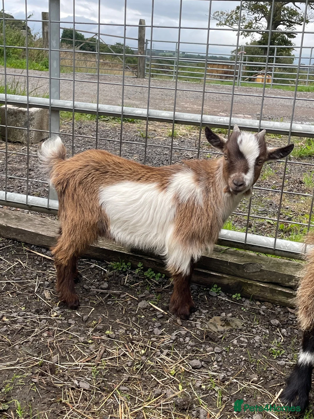 Goats livestock for sale: Pygmy goats for sale in Stoke-on-Trent - Advert 2