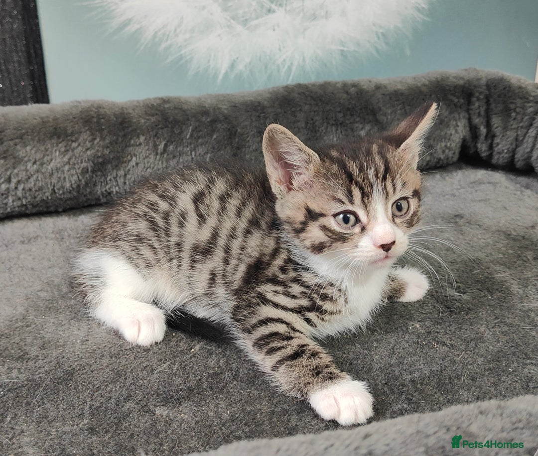 British Shorthair cats for sale: 6 beautiful kittens £60 - Image 5