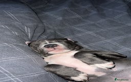 Staffordshire Bull Terrier dogs for sale: Blue  - Image 16