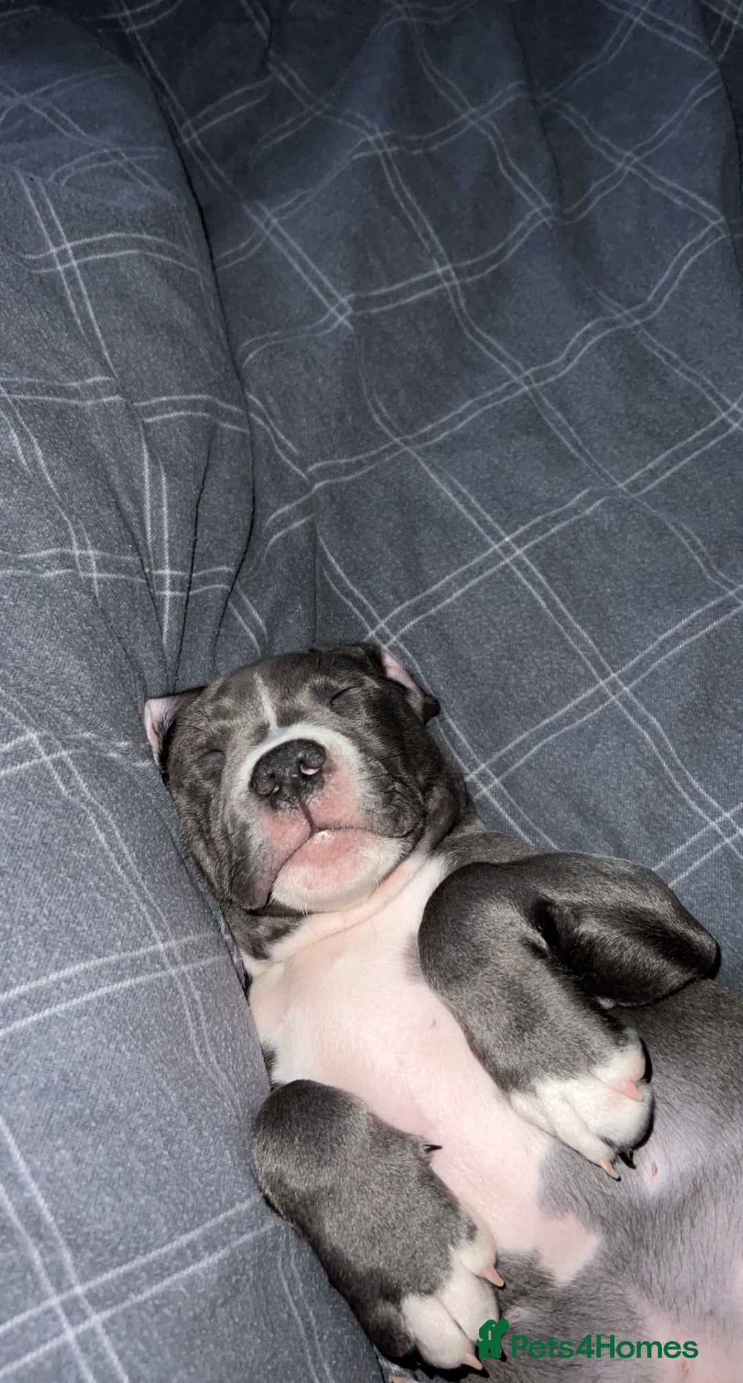 Staffordshire Bull Terrier dogs for sale: Blue  - Image 16