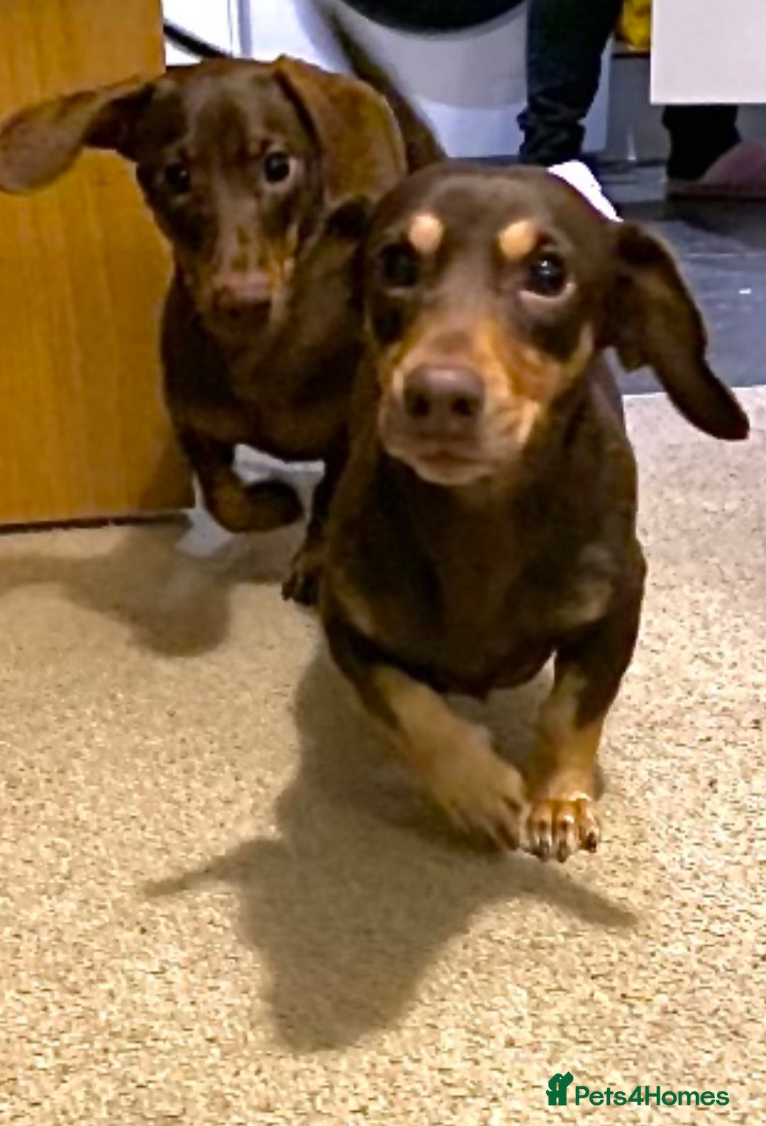 Dachshund dogs for sale: Rolo and Roxy are 3 years old and need a new home - Advert 3