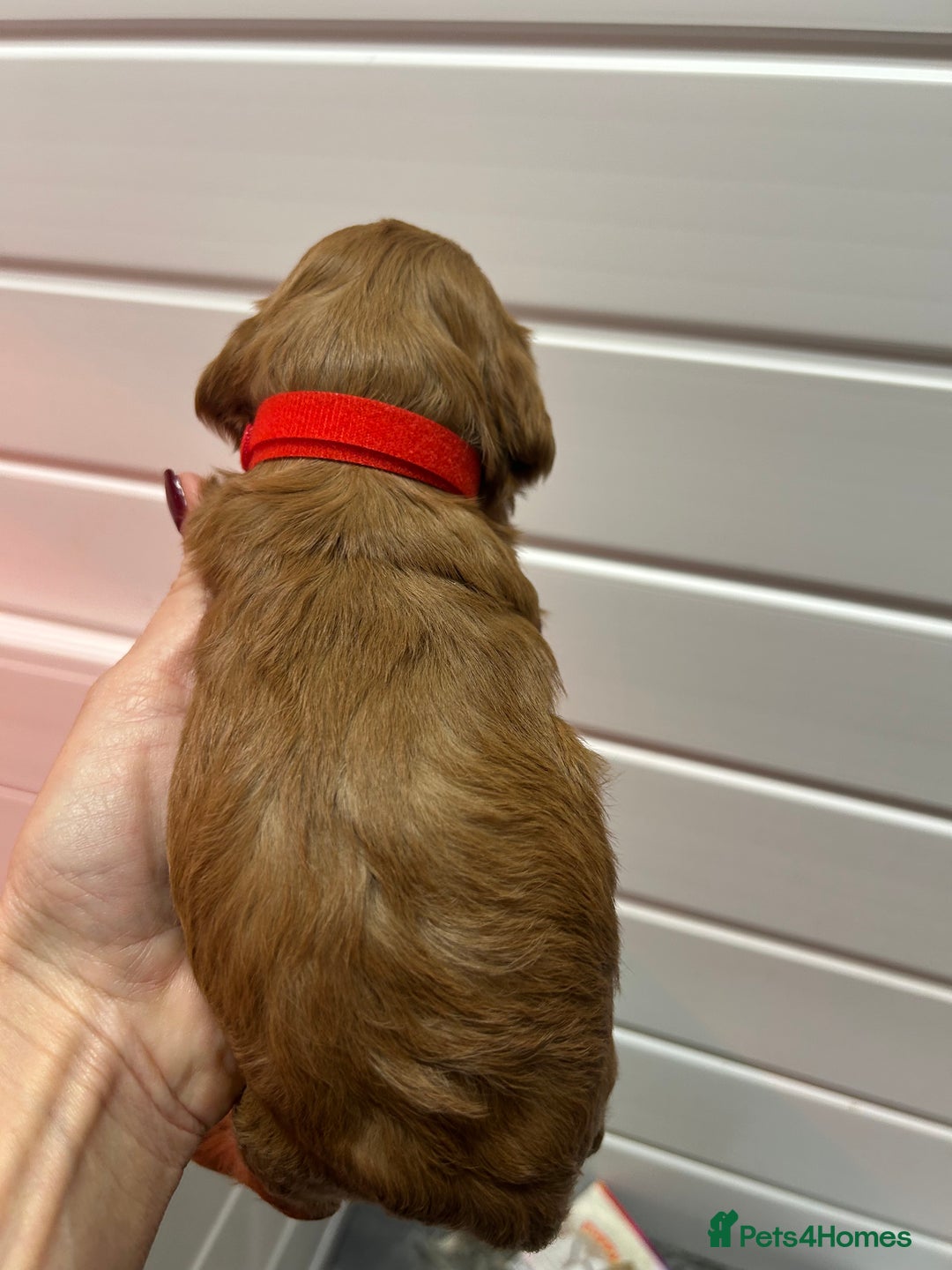 Cockapoo dogs for sale: F1 TOY SHOW TYPE DNA 🧬 CLEAR COCKAPOO BABIES 🧸 - Advert 9