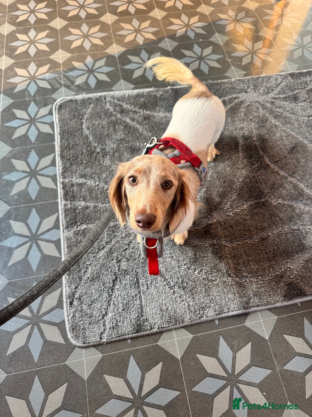 Miniature Dachshund dogs for sale: Kc longhair miniature dachshunds - Advert 5