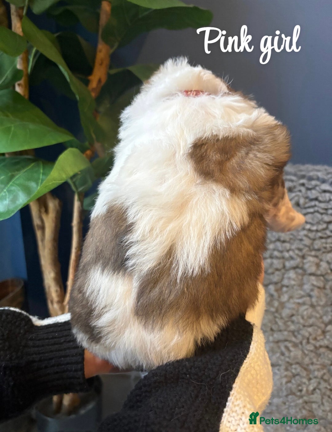 Saint Bernard dogs for sale: Litter of Saint Bernard puppies - Advert 17