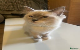 Ragdoll cats for sale: Ragdoll kittens ready now  !💞  - Image 19