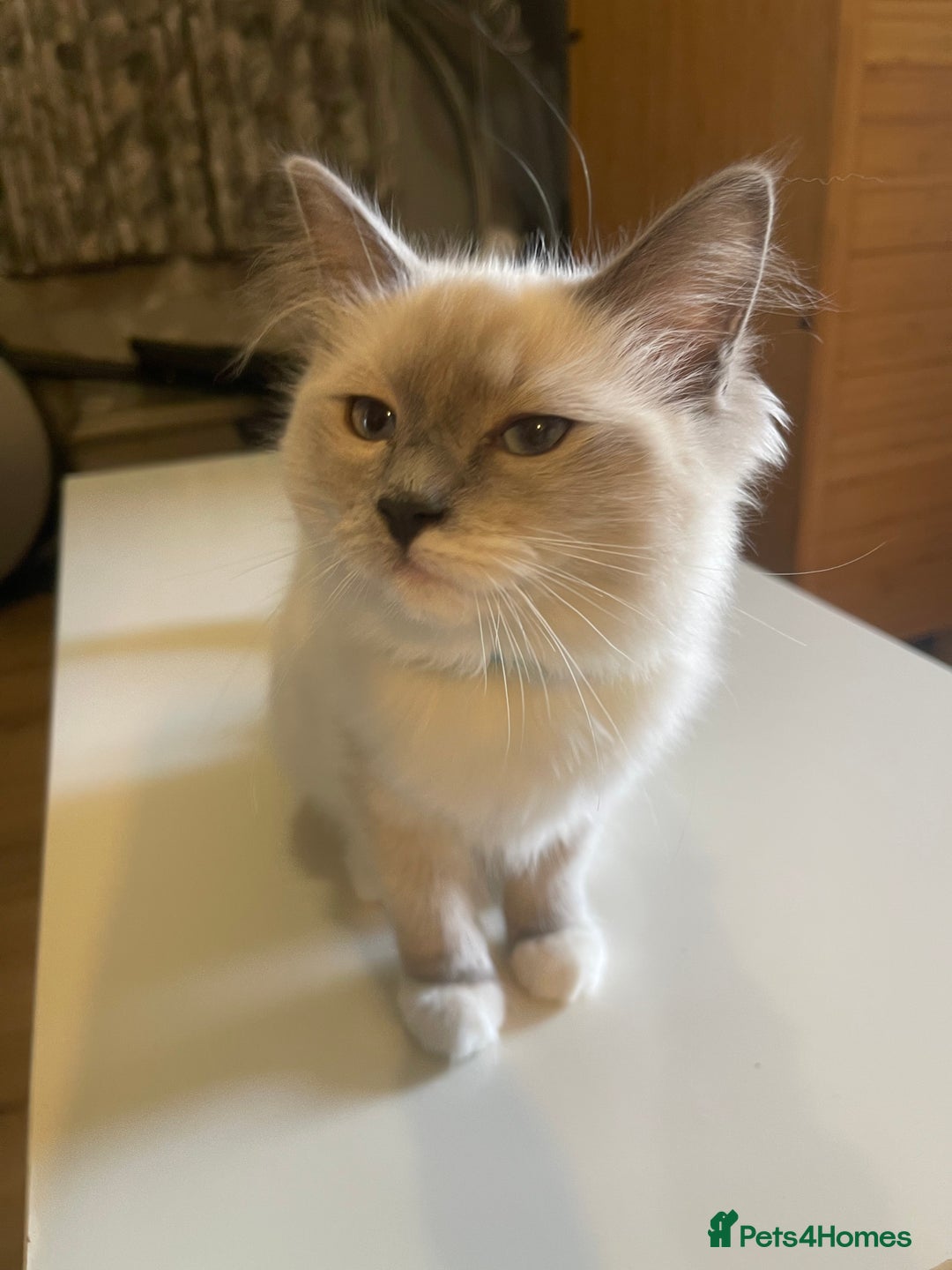 Ragdoll cats for sale: Ragdoll kittens ready now  !💞  - Image 19