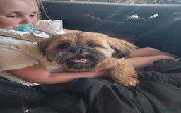 Shih Tzu dogs for stud: Rocco - Image 4