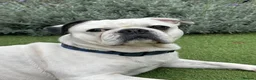 French Bulldog dogs for stud: Frug to Stud! - Advert 7