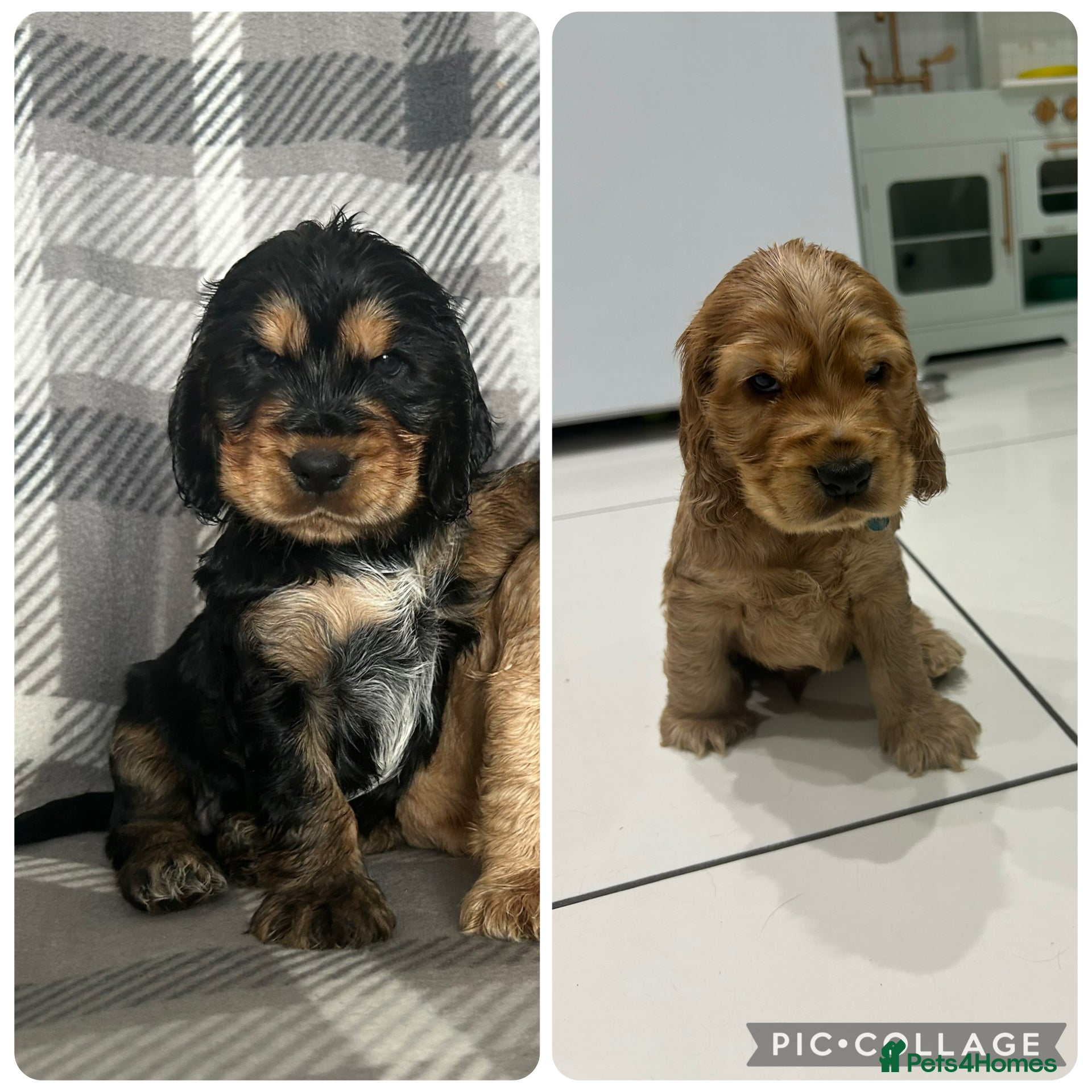 Cocker Spaniel dogs KC reg Show Cocker Spaniel Puppies - Advert 1