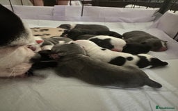 Mixed Breed dogs for sale: American French bulldog  - Image 2