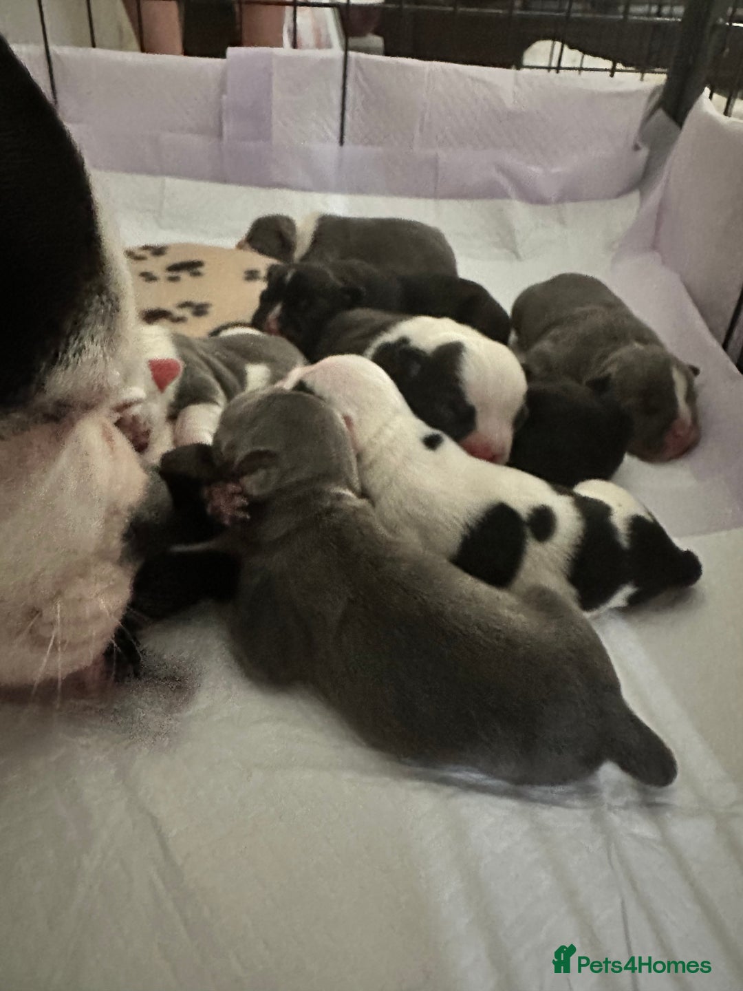 Mixed Breed dogs for sale: American French bulldog  - Image 2